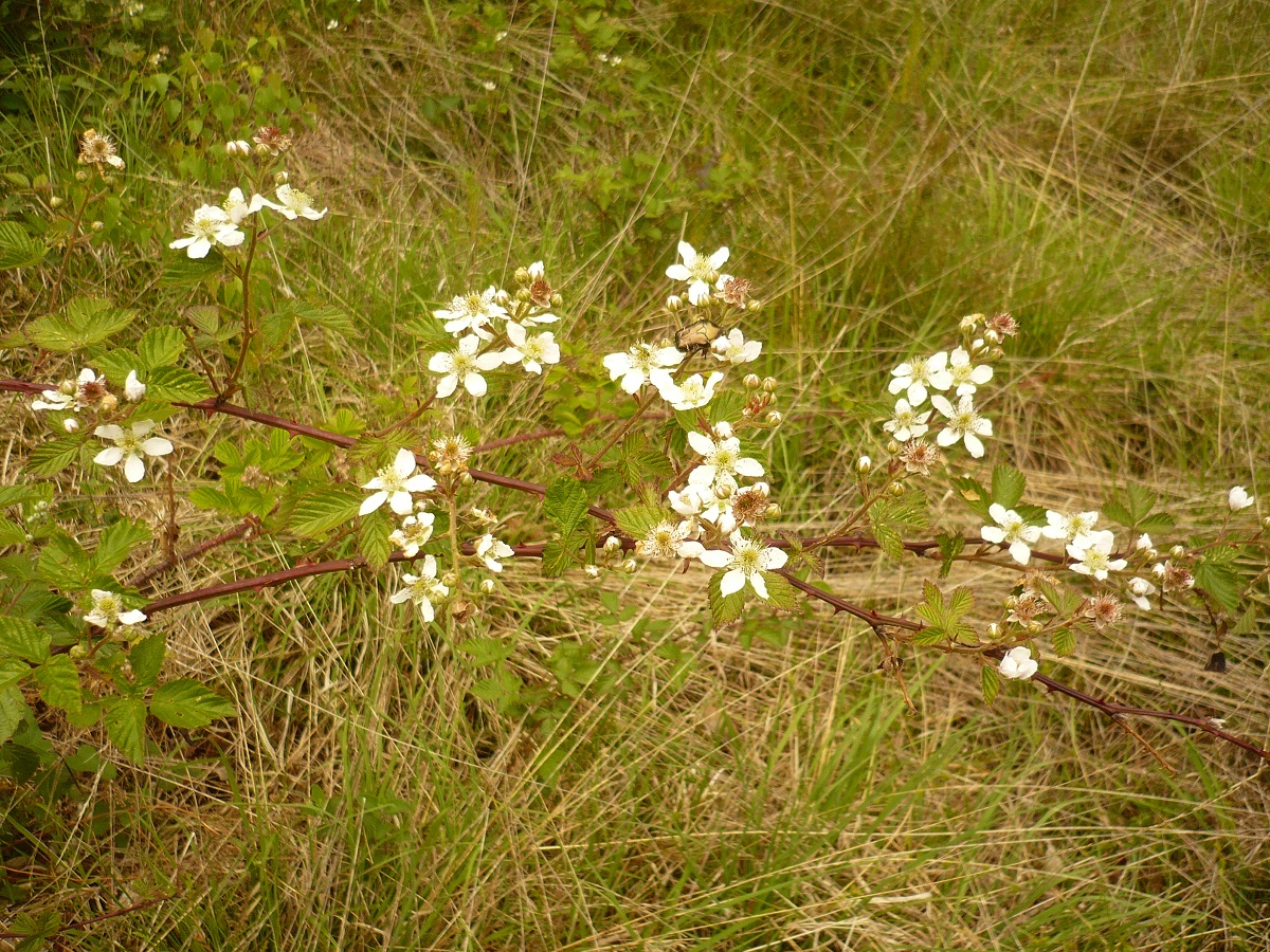 Rubus nessensis (Rosaceae)